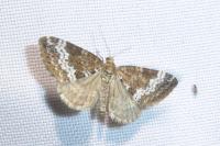 Perizoma alchemillata