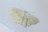 Scopula nigropunctata
