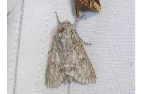 Acronicta aceris
