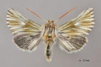Teinoptera olivina
