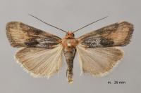 Pterothrixidia rufella