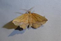 Epione repandaria