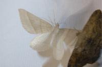 Scotopteryx luridata/mucronata