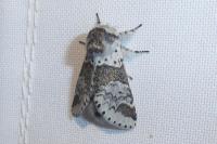 Furcula furcula