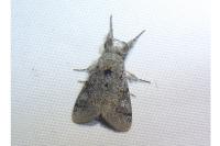 Gynaephora fascelina