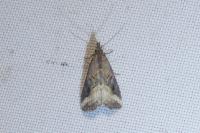 Schrankia costaestrigalis