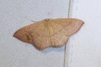 Cyclophora ruficiliaria