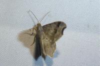 Macaria alternata