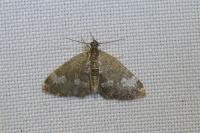 Perizoma alchemillata