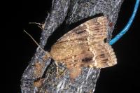 Amphipyra pyramidea/Amphipyra berbera