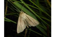 Mythimna impura