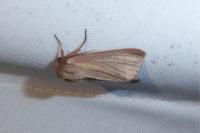 Mythimna pudorina