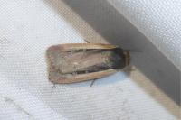 Ochropleura leucogaster