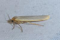 Eilema caniola