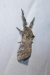 Gynaephora fascelina