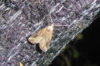 Schrankia costaestrigalis