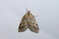 Chesias rufata rufata