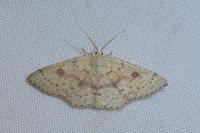 Cyclophora albipunctata
