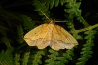 Epione repandaria