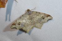 Macaria alternata