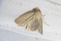 Mythimna impura