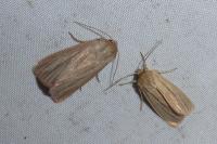 Mythimna pudorina