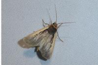 Ochropleura leucogaster