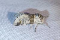 Furcula furcula