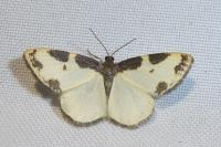 Lomaspilis marginata