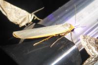 Eilema caniola