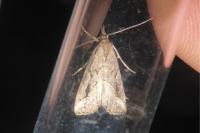 Schrankia costaestrigalis