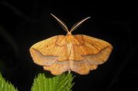 Epione repandaria