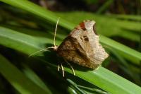 Macaria alternata
