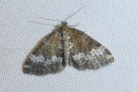 Perizoma alchemillata