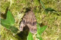 Amphipyra berbera svenssoni