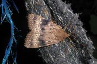 Amphipyra pyramidea