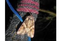 Lacanobia contigua