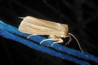 Mythimna impura