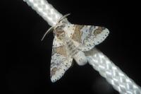 Furcula furcula