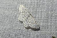 Asthena albulata