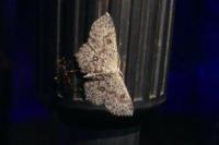 Cyclophora pendularia
