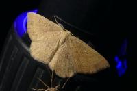 Cyclophora ruficiliaria