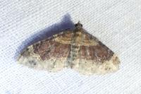 Xanthorhoe spadicearia/ferrugata