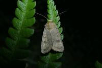 Hoplodrina ambigua
