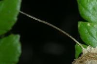 Hoplodrina ambigua