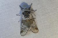 Furcula furcula