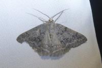 Pseudoterpna coronillaria