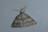 Pseudoterpna coronillaria