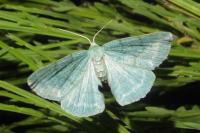 Pseudoterpna pruinata
