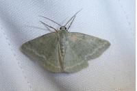 Pseudoterpna pruinata
